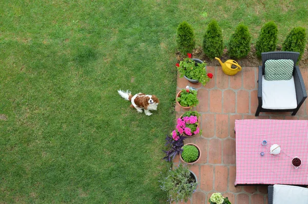 Chien Charme Cavalier King Charles Spaniel Sur Une Pelouse Jardin — Photo