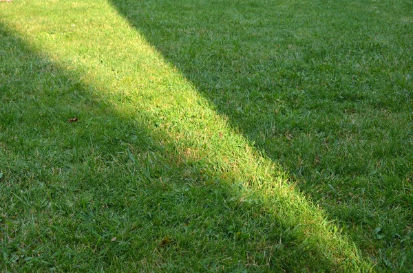 Green Grass Garden Lawn Sunlight Geometric Form Suitable Background — Stock Photo, Image