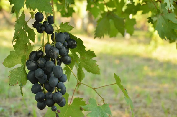 Raisins Rouges Juteux Vigne Verte Luxuriante Dans Ombre — Photo