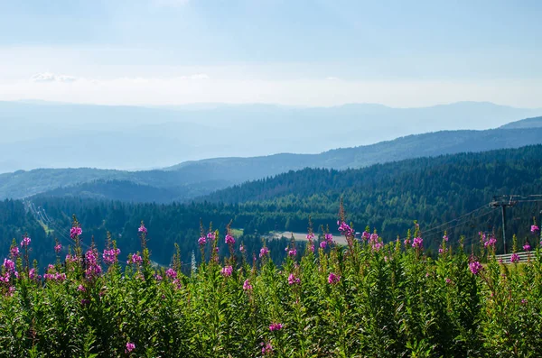 Bush Horských Květin Kopce Obloha Svěží Wild Pink — Stock fotografie