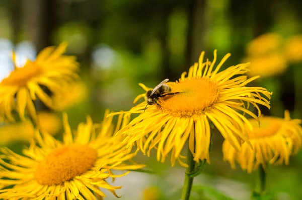 Пчела и желтый цветок — стоковое фото