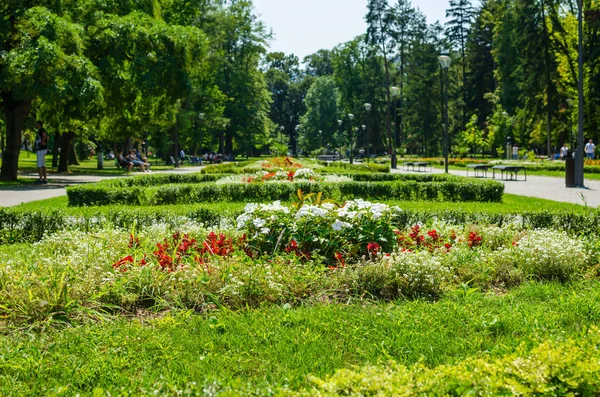 公共公园里的花 — 图库照片