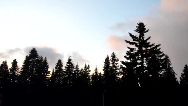 Silhouettes Coniferous Trees Clouds Floating Footage Sped Times — Stock Video