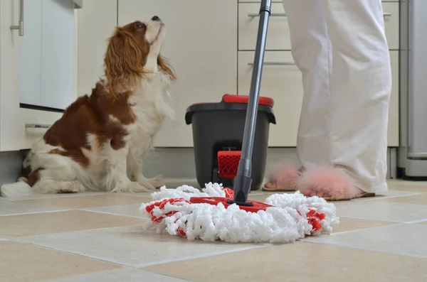 Mop and King Charles Spaniel in a kitchen — Stock Photo, Image