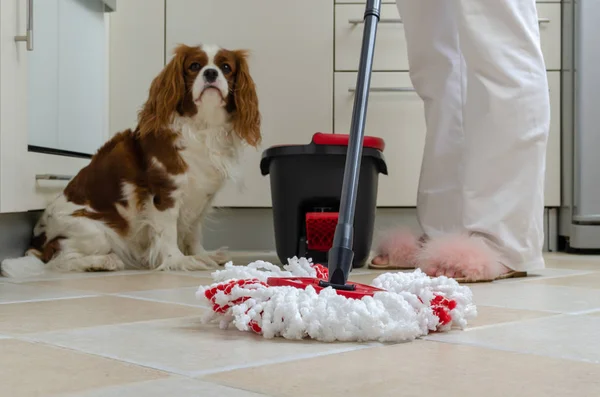 Mutfakta paspas ve köpek