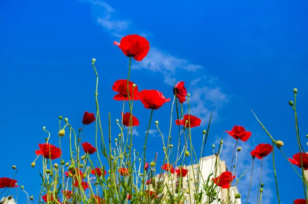 Red poppies in a city — Stock Photo, Image