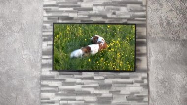 Cavalier Kral Charles Spaniel - Ekranda eğlenceli bir köpek görüntüleri ile Tv seti. Ekrandaki görüntülerin yazarı benim..