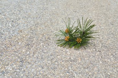 Yolda çam kozalağı ile Şube