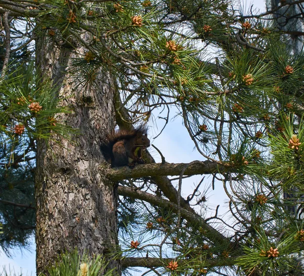 Esquilo enquanto come — Fotografia de Stock