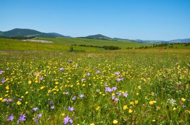 Wildflowers, hills and valleys in springtime