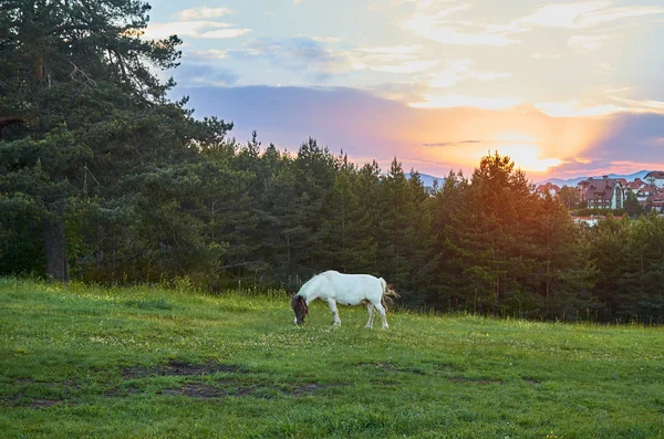 Cavallo su un pascolo al tramonto — Foto Stock