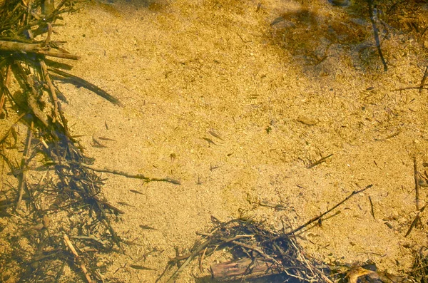 Риба в річковій воді — стокове фото