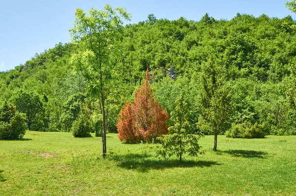 Bergfeld und Nadelbäume — Stockfoto
