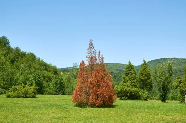 Árbol de pináculo seco — Foto de Stock