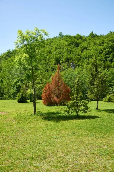 Trockener Nadelbaum — Stockfoto