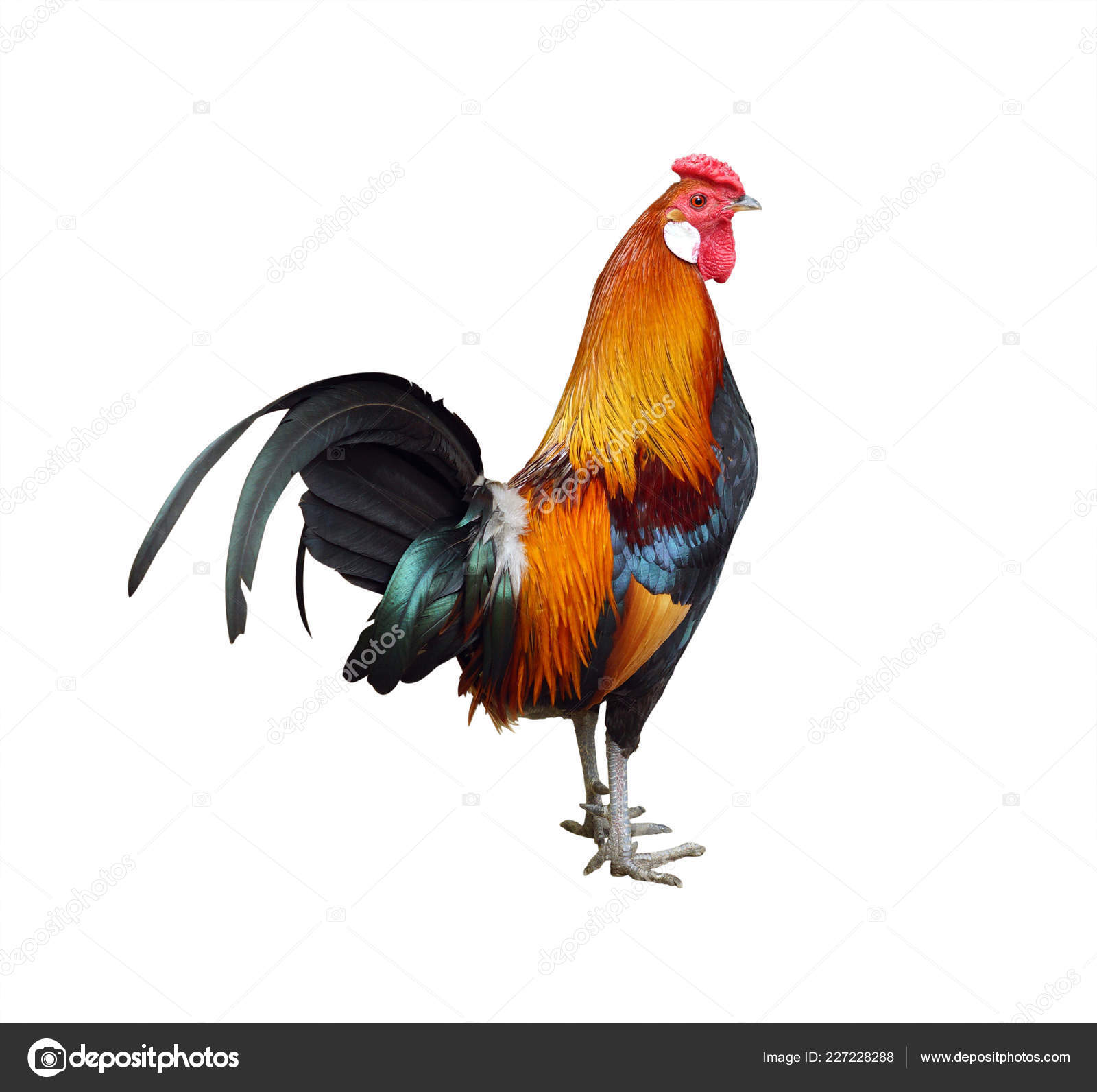 hosszú kakas fotókat