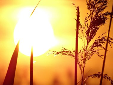 baston günbatımı arka planı bırakır