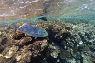 resif üzerinde yüzen büyük balık caranx. Kızıl Deniz. Mısır