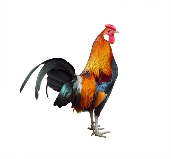multi-colored cock on white background. isolated image