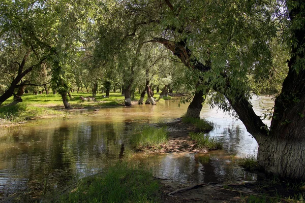 Деревья Затопленные Водой Берегу Реки — стоковое фото