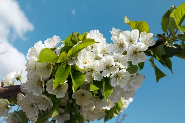 Třešeň Kvetoucí Větev Uzavřít Proti Modré Obloze Obrázek Pro Blog — Stock fotografie