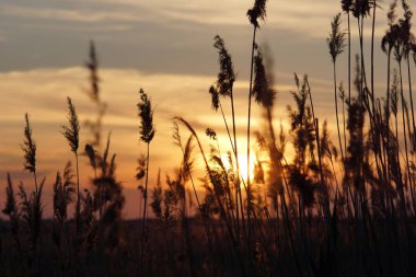 Reed siluetleri akşam gökyüzü karşı. Resmi blog için. başlık için resim