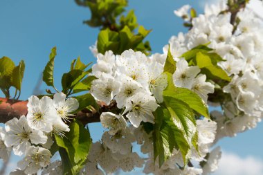 kiraz ağacı çiçek açması. Şube karşı mavi bir gökyüzü kapatın. görüntü için blog