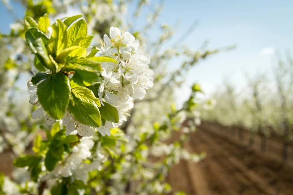 盛开的樱桃园 工业种植 透视图 — 免费的图库照片