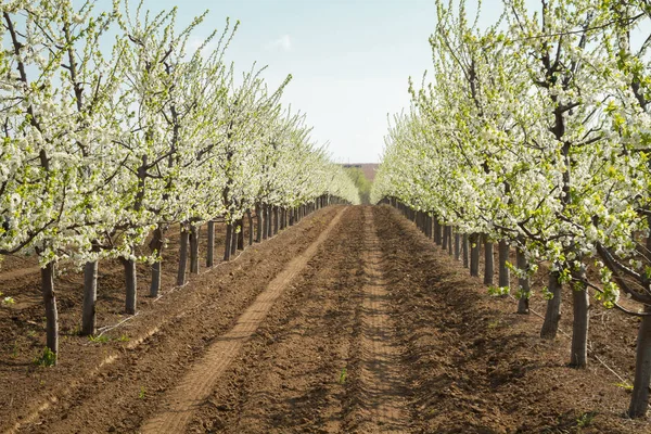 Blooming Cherry Garden Industrial Plantings Perspective Image — Stock Photo, Image