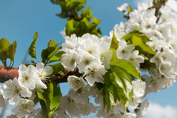 Třešeň Kvetoucí Větev Uzavřít Proti Modré Obloze Obrázek Pro Blog — Stock fotografie