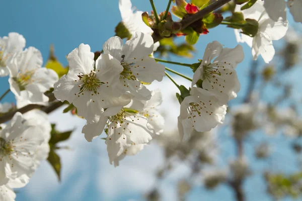 Cireșe Înflorește Ramura Închide Cer Albastru Imagine Pentru Blog — Fotografie, imagine de stoc