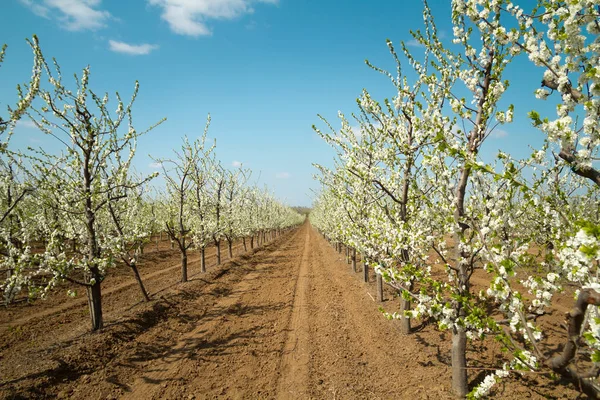 Blooming Cherry Garden Industrial Plantings Perspective Image — Stock Photo, Image