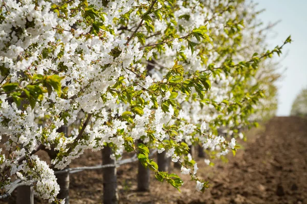 Arbori Cireșe Primăvară Înflorit Image Pentru Blog — Fotografie, imagine de stoc