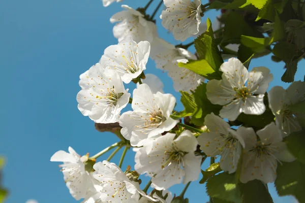 Albero Ciliegio Fiore Ramo Vicino Contro Cielo Blu Immagine Blog — Foto stock gratuita