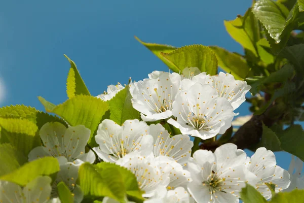 Квітуче Вишневе Дерево Гілка Крупним Планом Фоні Блакитного Неба Зображення — стокове фото