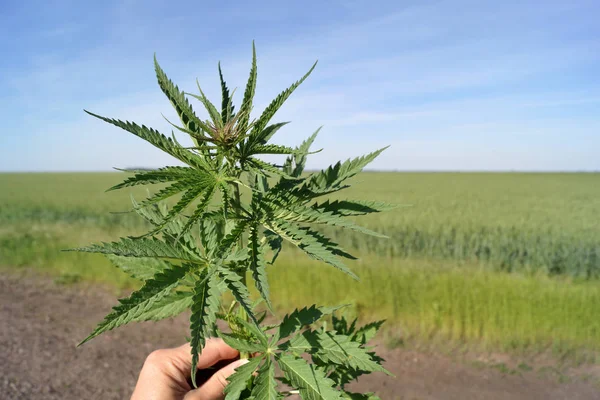 Hennep Tak Achtergrond Van Het Veld — Stockfoto