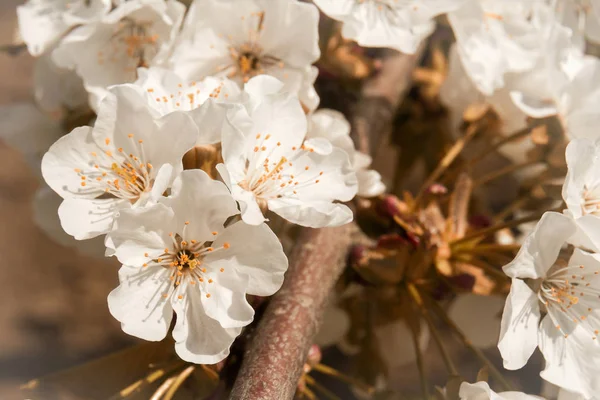 Třešeň Kvetoucí Pobočka Úzká Toned Obraz Obrázek Pro Blog — Stock fotografie