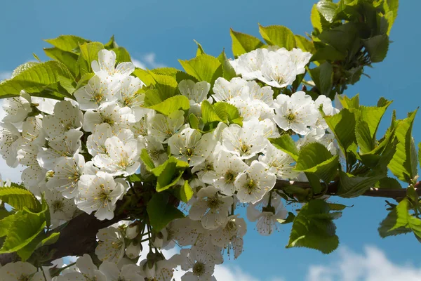 Cerisier Fleurs Branche Près Ciel Bleu Image Pour Blog — Photo