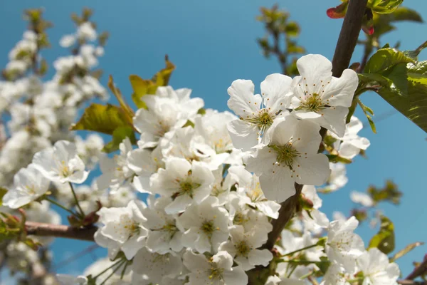 Třešeň Kvetoucí Větev Uzavřít Proti Modré Obloze Obrázek Pro Blog — Stock fotografie