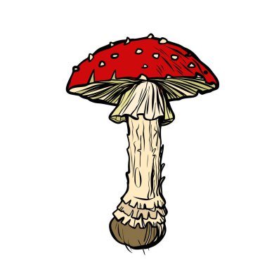 Sinek agaric. Zehirli mantar