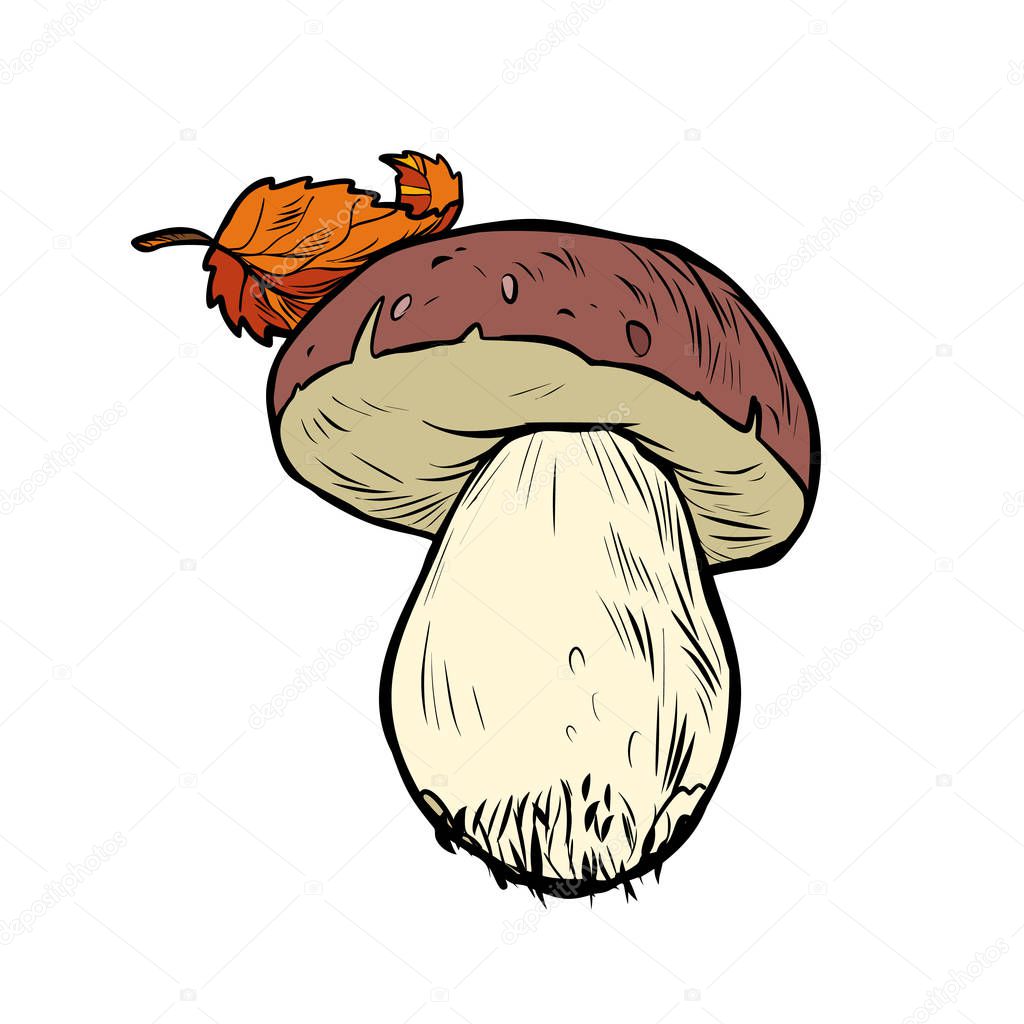 White mushroom boletus