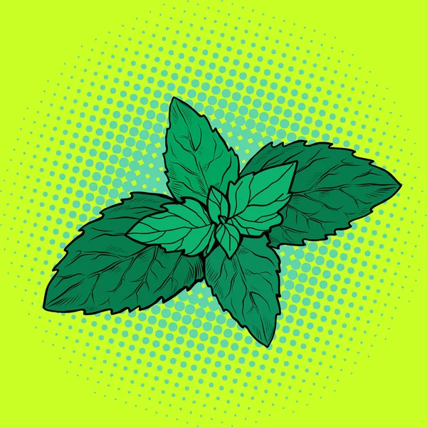 Φύλλο δυόσμου, αρωματικό φυτό — Διανυσματικό Αρχείο