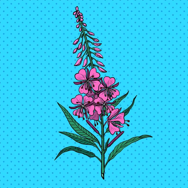 Ivan tea medicinal plant — Stock Illustration Ivan tea medicinal plant Stock Illustration