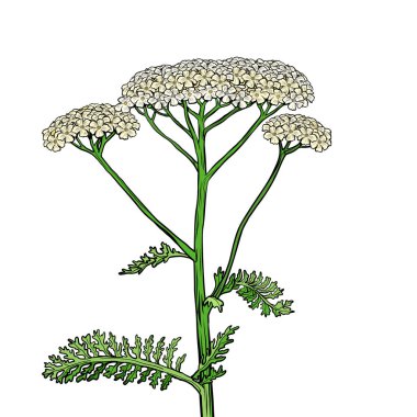 yarrow milfoil çiçek tıbbi bitki. Achillea millefolium