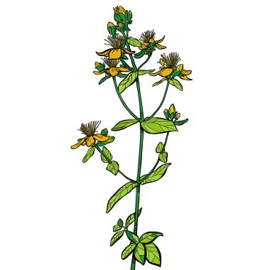 Hypericum. tıbbi bitki