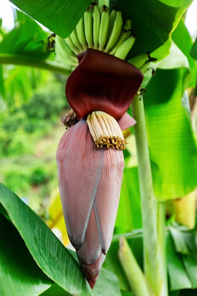 Closeup banana tree blossoms at green background. Vertical image