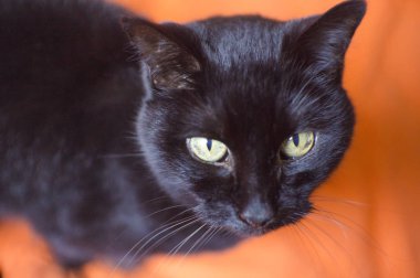 Kara kedi alarmda. Hiçbir insan