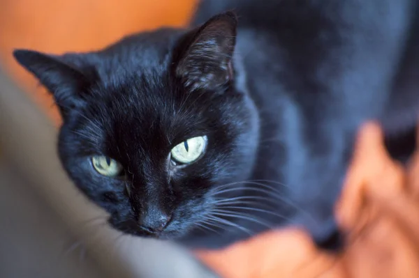 Schwarze Katze Alarmbereitschaft Keine Menschen — Stockfoto