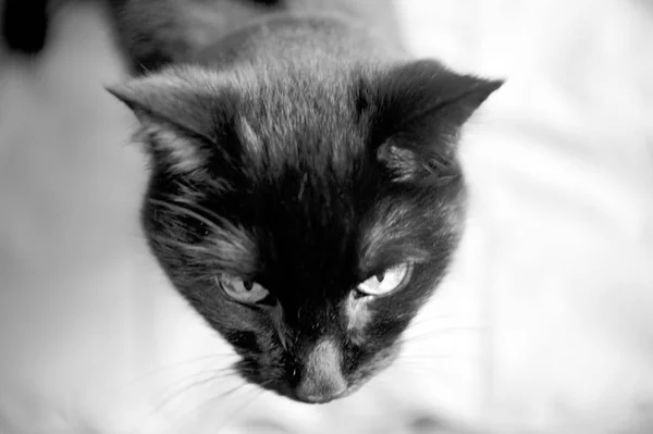 Kara Kedi Alarmda Hiçbir Insan — Stok fotoğraf