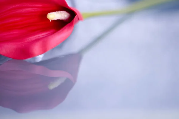 Red flower on transparent background. Serenity and relax concept